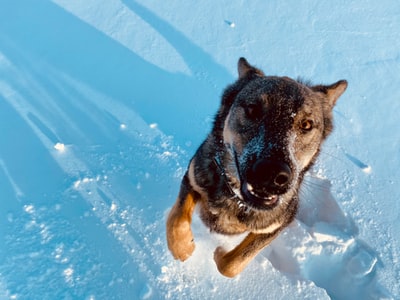 白天，在白雪覆盖的地面上，黑色和棕褐色的德国牧羊犬